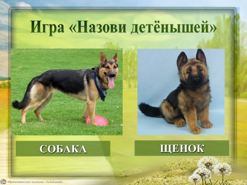 ЩЕНОК СОБАКА Игра «Назови детёнышей»